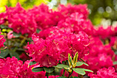 Rhododendron williamsianum 'Bremen'