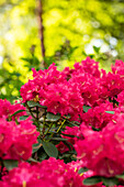 Rhododendron williamsianum 'Bremen'