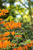 Rhododendron austrinum 'Don´s Variegated'
