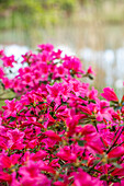 Rhododendron obtusum, pink