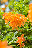 Rhododendron 'Clarice'