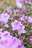 Rhododendron obtusum 'Ledikanense'