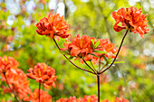 Rhododendron luteum 'Friedrich Wöhler'