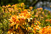 Rhododendron luteum 'Golden Flare'