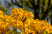 Rhododendron 'Golden Oriole'