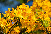 Rhododendron 'Golden Oriole'