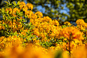 Rhododendron 'Golden Oriole'