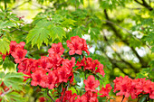 Rhododendron molle ssp. japonicum 'Nordlicht'