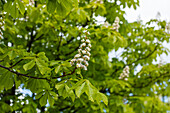 Aesculus hippocastanum