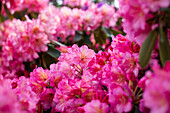 Rhododendron 'Shazaan'