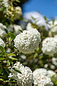 Viburnum 'Eskimo'