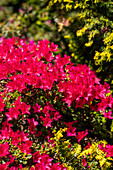 Rhododendron obtusum 'Bambino'