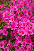 Rhododendron obtusum 'Madame Albert van Hecke'