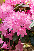 Rhododendron 'Isar'