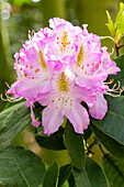 Rhododendron 'Gisela'