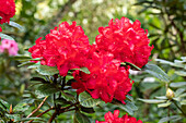 Rhododendron haematodes 'Lisetta'®