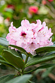 Rhododendron calophytum 'Sarastro'