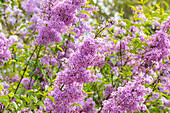 Syringa hyacinthiflora