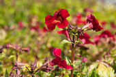 Mimulus cupreus 'Red Emperor'