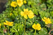 Trollius pumilus