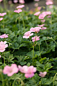 Geranium x oxonianum 'Wargrave Pink'