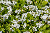 Viola sororia 'Albiflora'