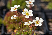 Saxifraga x arendsii, white