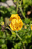 Geum chiloense 'Goldball'