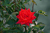 Noble rose, red
