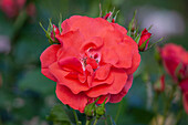 Rosa "Feuerwerk" Roses Tantau 1962
