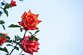 Climbing rose, orange