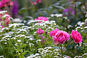 Rose companion plants