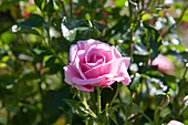 Strauchrose, rosa