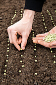 Sowing - Peas