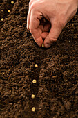 Aussaat - Samen in Erde legen