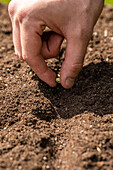 Sowing - Planting seeds in soil