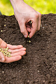 Sowing - Planting seeds in soil