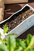 Sowing - Milk carton bed