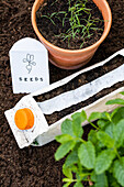 Sowing - Seed tapes