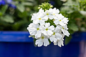 Verbena hanging white