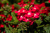 Verbena, red