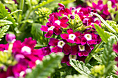 Verbena hybrid, purple