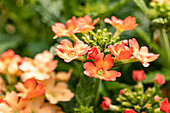 Verbena, orange