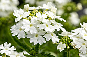 Verbena, white