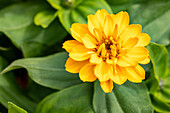 Zinnia elegans, yellow