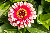 Zinnia elegans, red-white