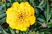 Tagetes patula, gelb