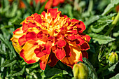 Tagetes patula nana