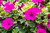 Petunia milliflora