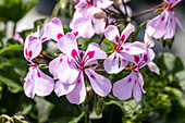 Pelargonium interspecific, pink